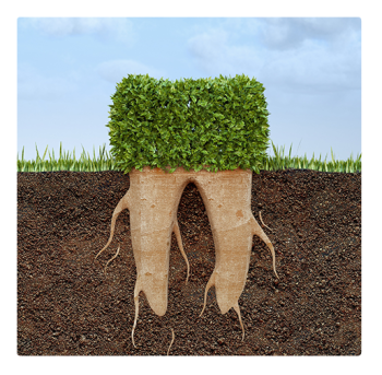 Wurzelbehandlung - Zahnwurzel. Bild ein Baum, dessen Wurzeln aussehen, wie Baumwurzeln.